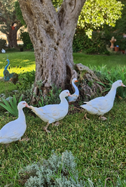 Maschi riproduttori di anatra muta