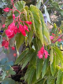 Pianta fiorita Begonia Angel Wing