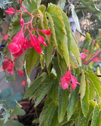 Pianta fiorita Begonia Angel Wing