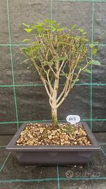 Bonsai di Olmo Siberiano ( Ulmus Pumila )103