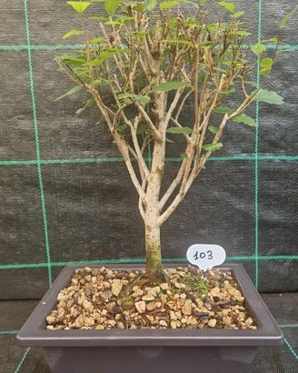 Bonsai di Olmo Siberiano ( Ulmus Pumila )103