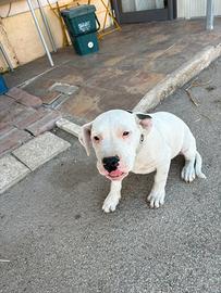 Cucciola Dogo Argentino