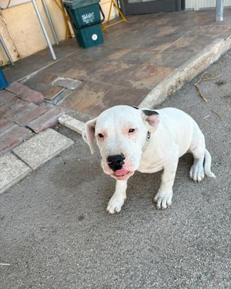 Cucciola Dogo Argentino