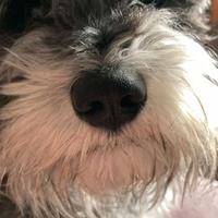 Vendesi cuccioli schnauzer nero e argento