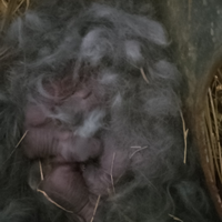 Conigli Blu di Vienna