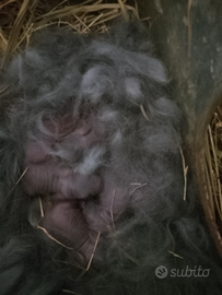 Conigli Blu di Vienna