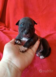 Cuccioli American Staffordshire Terrier Amstaff