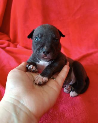 Cuccioli American Staffordshire Terrier Amstaff