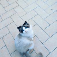 Ragdoll M