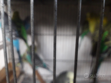 Cocorite vari colori