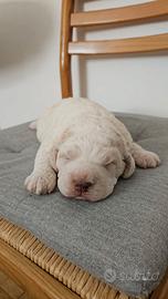 Cucciolo di Lagotto maschio
