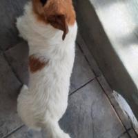 Cane Jack Russel Maschio