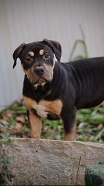 American bully XL
