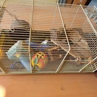 gabbie per criceti e uccelli