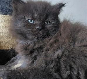 Gattini a pelo lungo mix siberiani
