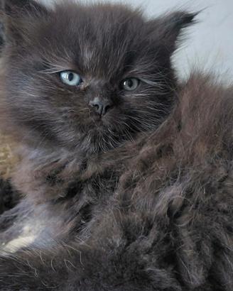Gattini a pelo lungo mix siberiani