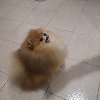 Accoppiamento Spitz tedesco nano. Pomerania