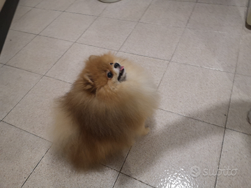 Accoppiamento Spitz tedesco nano. Pomerania