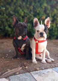 Cuccioli Bull Dog Francese