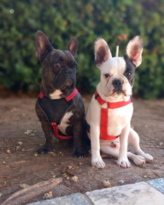 Cuccioli Bull Dog Francese