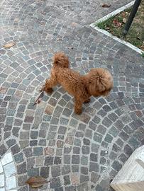 Barbone nano fulvo