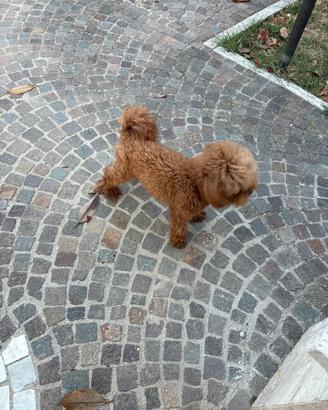 Barbone nano fulvo