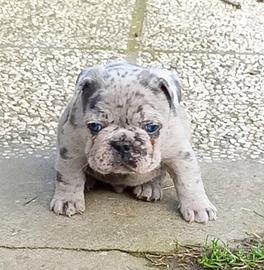 Bulldog francese