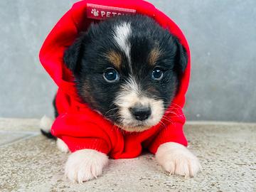 Cuccioli australian shepherd 60 giorni