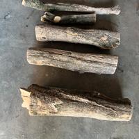 Tronchi di legno di bosso