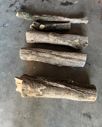 Tronchi di legno di bosso