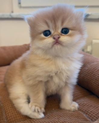 British longhair black golden ny12