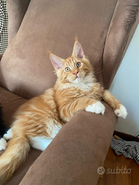 Maine Coon Magical Giants