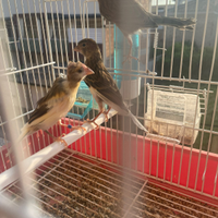 Canarini novelli portoghesi