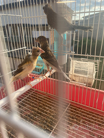 Canarini novelli portoghesi