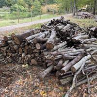 legna da ardere di pino e ontano