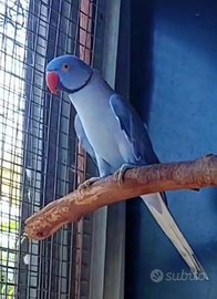 Parrocchetto dal collare viola opalino