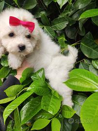 Cucciolina Maltipoo Toy