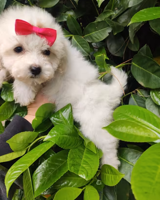 Cucciolina Maltipoo Toy
