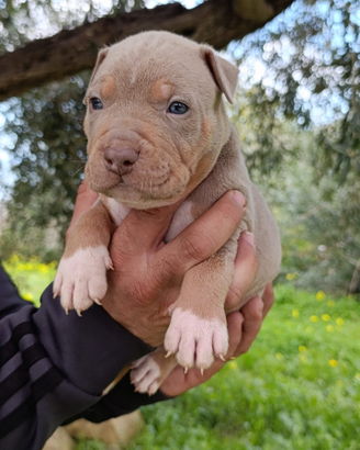 Pitbull