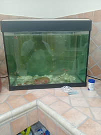 Acquario con gulpi