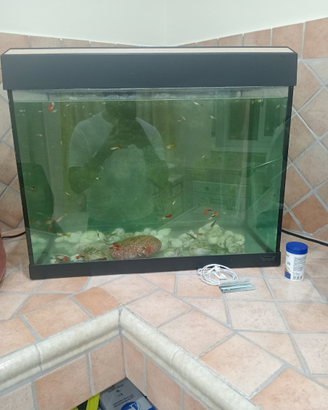 Acquario con gulpi