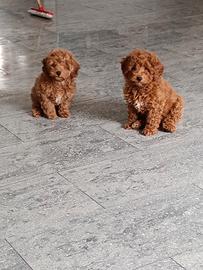 Barboncini maschietti