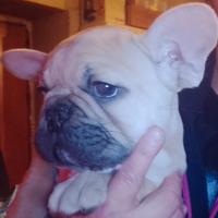 Bouledogue Francese ( bulldog francese)