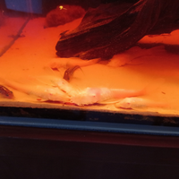 Ancistrus gold