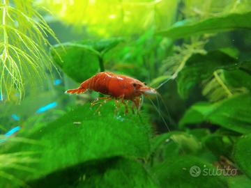 Caridine gamberetti RED SAKURA per acquario