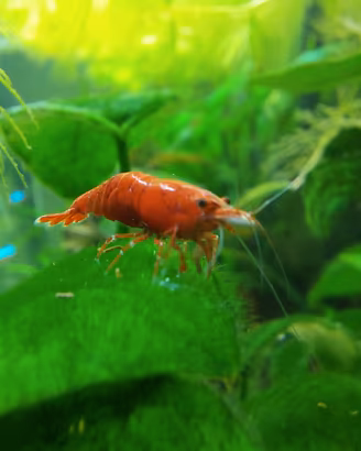 Caridine gamberetti RED SAKURA per acquario