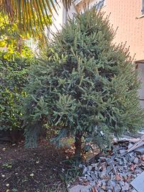 Albero di pino
