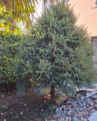 Albero di pino