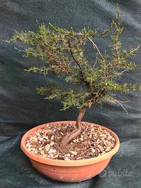 pre Bonsai cipresso