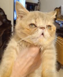 Gatti Persiani exotic shorthair